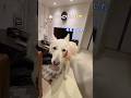 冷え防止パジャマを着るとにこにこさんな大型犬【ホワイトシェパード】　#shorts