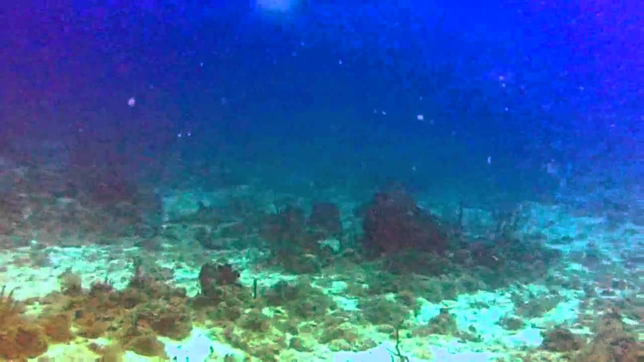 diving-wye-reef-st-thomas-with-dr-mark-1-7-11-flv-youtube