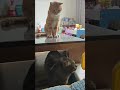 Even The Other Cats Don’t Trust an Orange Cat