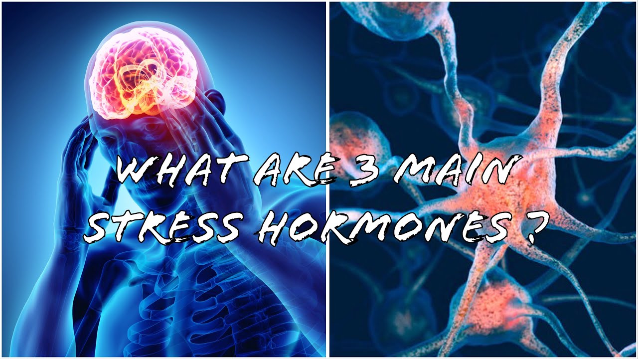 research on stress hormones