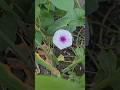 #flower #floweroftheday #yellow #yellowflowers #garden #naturecore #nature #shortvideo #shorts