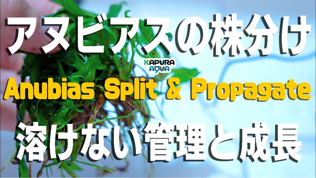 Anubias Plants How To Split Propagate Emersed Grow Hydroponic System Aquarium Youtube
