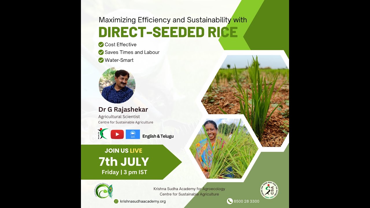 Knowledge Spectrum Series (KSS) 7: Direct-Seeded Rice: Maximizing the ...