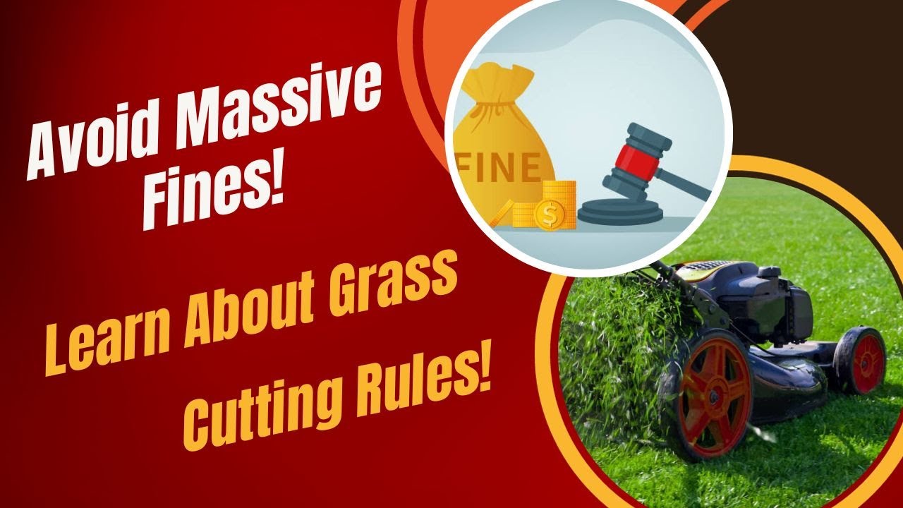 Vivid Can The City Fine You For Not Cutting Your Grass Picture in 4K Vivid Can The City Fine You For Not Cutting Your Grass Picture in 4K
