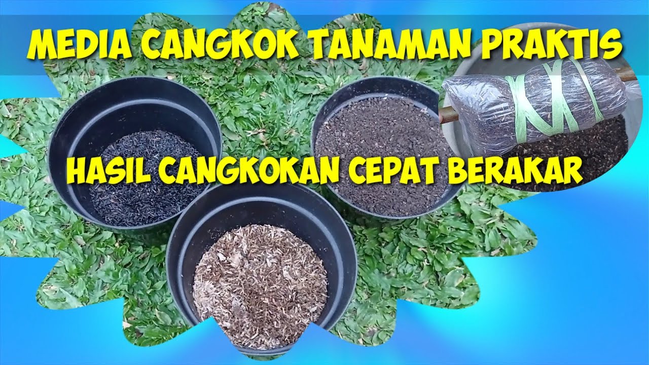 Cara Buat Media Cangkok Tanaman Praktis