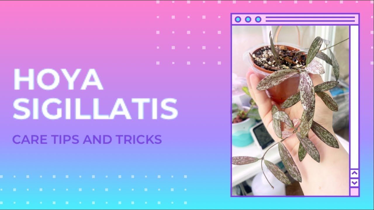 How To Care For Hoya Sigillatis!