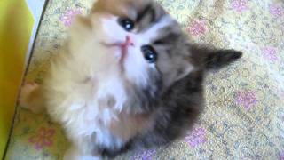 Persian kitten, Jitterbug, climbing the corral walls  10.06.11