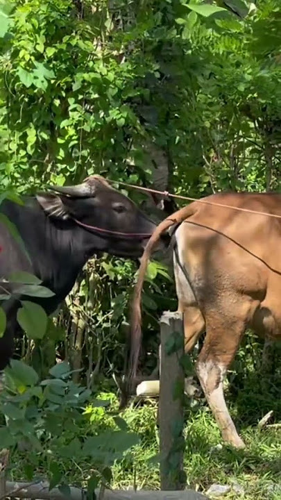 Detik Detik Sapi Kawin