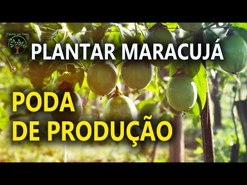 Vídeo: Vinha de maracujá de inverno dentro de casa