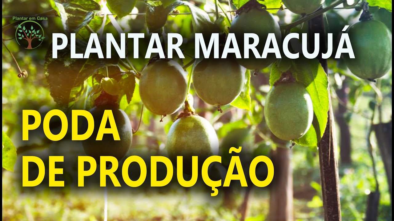 Cuidados Com Pe De Maracuja Em Casa Como Produzir De Forma Simples Youtube