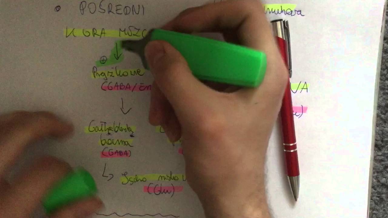 Neuroanatomia - Szlak pośredni pętli jąder podstawnych