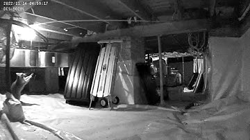 Can raccoons turn out lights? | Critter Control Triad