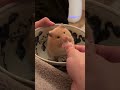 #hamster #chubbyhamster #shorts  #hamstereating #cute #funny #pet #hamsterasmr #shorts #viral