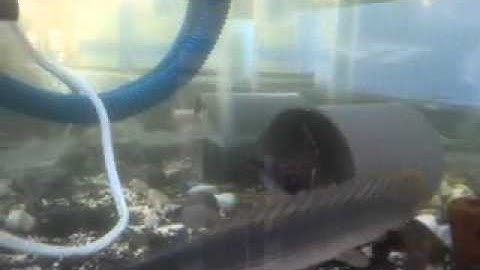 Channa Gachua 13cm feeding catfish part 2