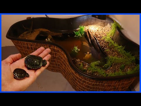 Video: Indoor Turtle Pool Setup