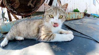 わんぱくな猫達が錆びついた機械の前で楽しそうに遊ぶ
