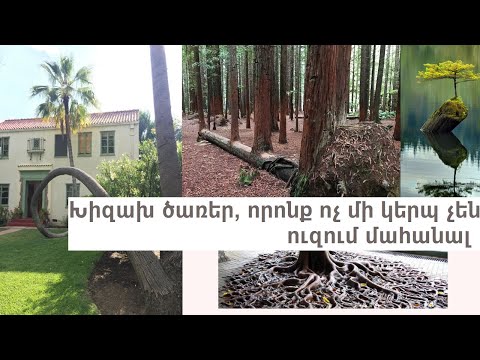 Video: Խորհրդավոր ծառեր պատմական գրառումներից, որոնք ոչ ոք չկարողացավ գտնել այս օրերին
