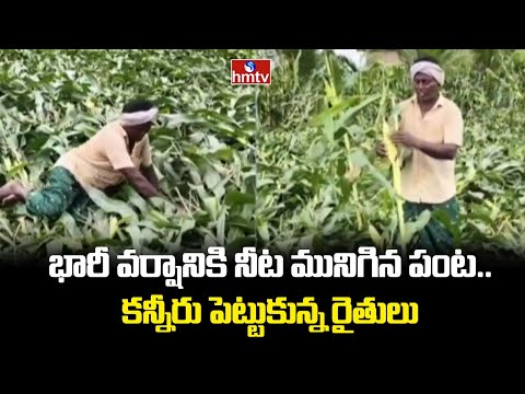 భారీ వర్షానికి నేలకొరిగిన వందల ఎకరాలు.. కన్నీరు పెట్టుకున్న రైతులు | Heavy Rain in Mahabubabad - HMTVNEWS