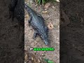 Jawdropping Secret of the Akari Cayman Revealed