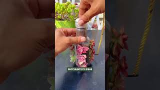 Creative Plastic Bottle Recycling Ideas For Succulents