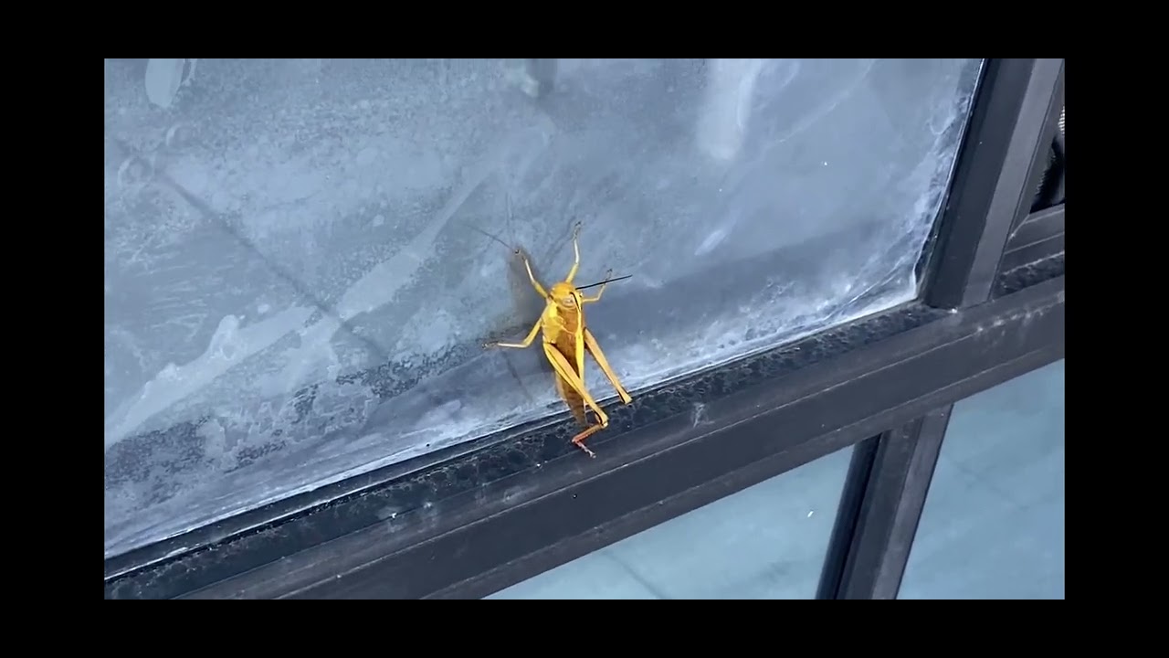 10 subscriber milestone random cricket reveal