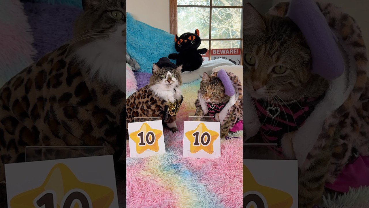 Dogs Pick Their Outfit, Cats Judge the Results 😹 - The Furry Kiddos