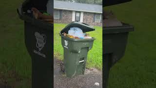 Caught Stealing From The Trash🐿️Again! What A Mess🙄#nature #animals