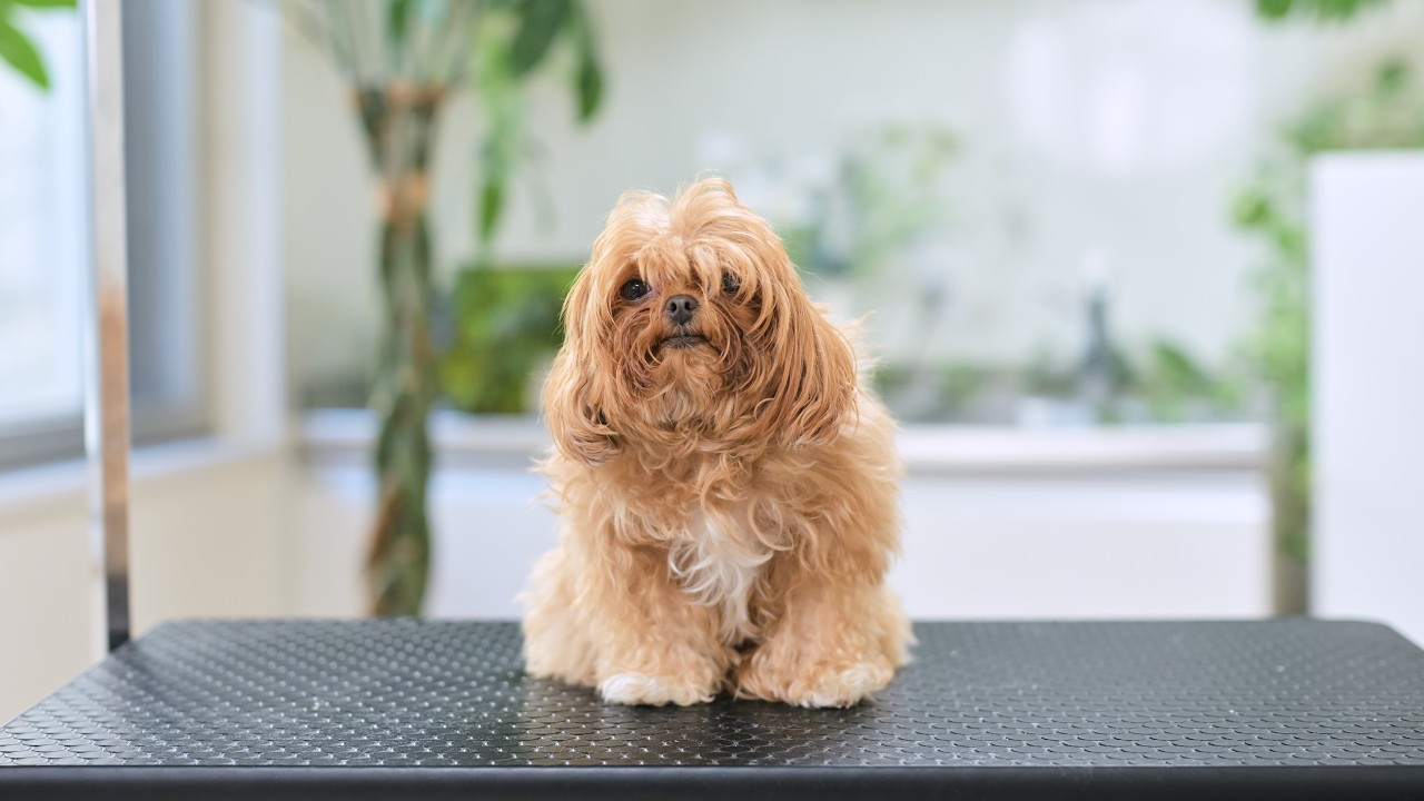 ３ヶ月伸ばしてきた髪をバッサリカットで大変身します！（チワプーのトリミング）