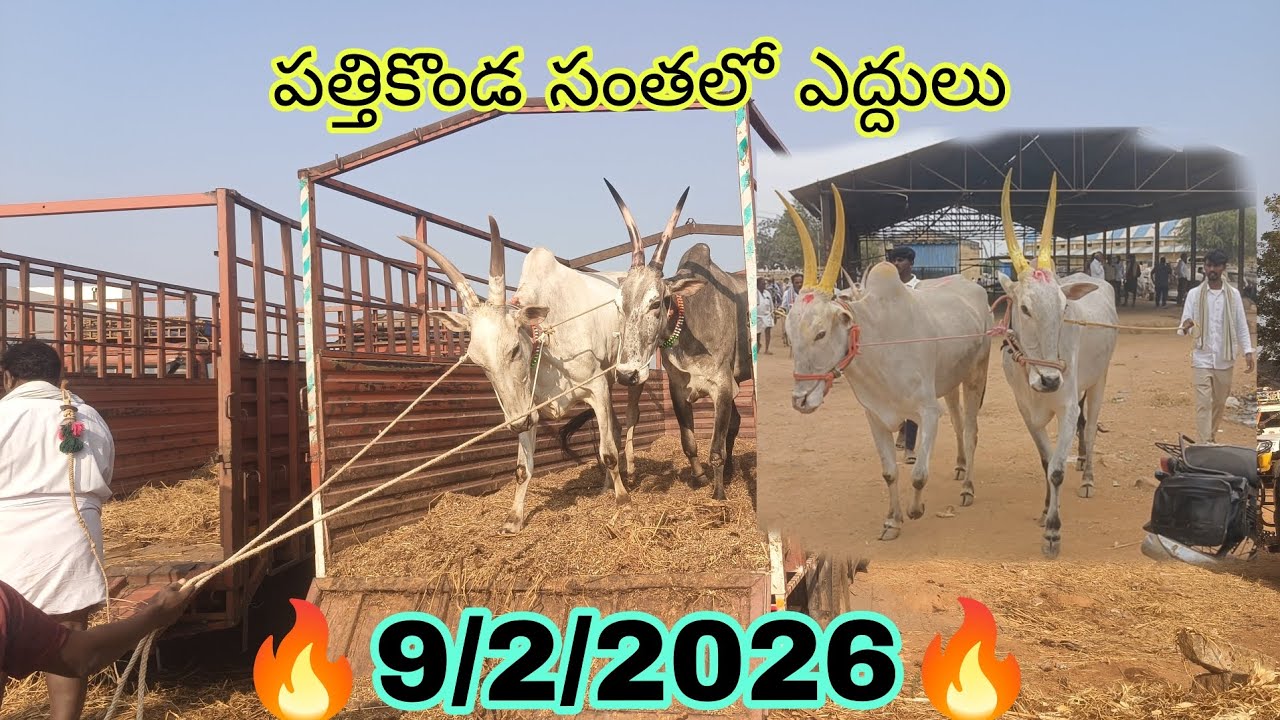 #pathikonda Monday bulls market//పత్తికొండ సోమవారం ఎద్దుల సంత ఈ విధంగా అయితే వచ్చాయి