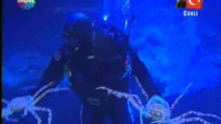 Dünyanın En Büyük Yengeç Türü Crabzilla Turkuazooda Show Tvpazar Süprizi