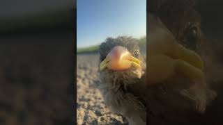 A tiny curious baby sparrow sings softly and taps on my camera