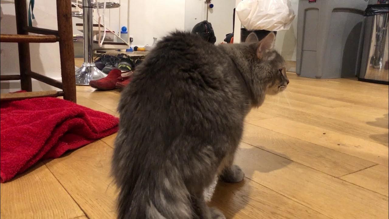 Accouplement de chats (sibériens) cat mating and post mating routine YouTube