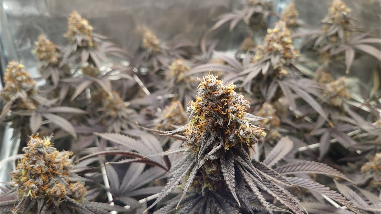 Lemon Tree, Orange Juice & Skywalker Kush, Garden Update #1