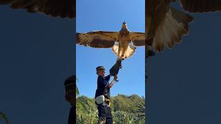 the funny interaction between Tarzan and the big eagle #animals