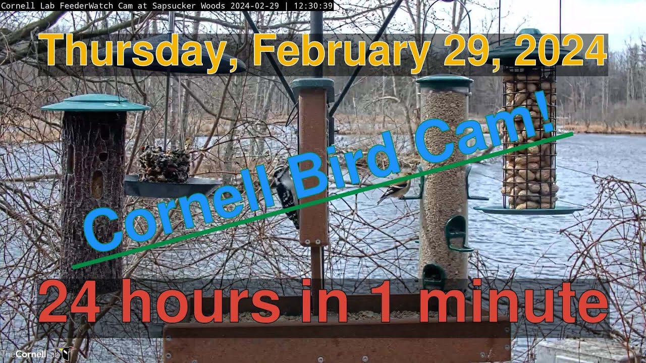 Bird Feeder Daily Timelapse [02292024] Cornell Lab Cam timelapse 