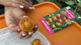 Супер сладкий Томат Абрикотин F1 | Оранжевый черри-помидор