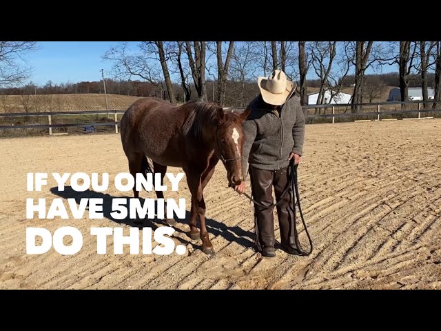 One of the most important lessons your horse will ever have class=
