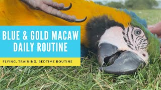 BLUE AND GOLD MACAW DAILY ROUTINE | SHELBY THE MACAW