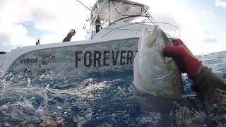 Red Rum Spearfishing with Forever Young Charter Co.  - BIG Yellow Jacks on Shipwreck Resimi