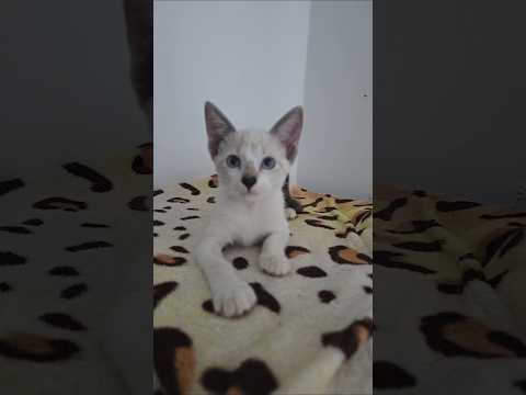 Esse tipo de pergunta não se faz. #music #cat #viral