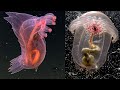 15 Unbelievable Undersea Creatures