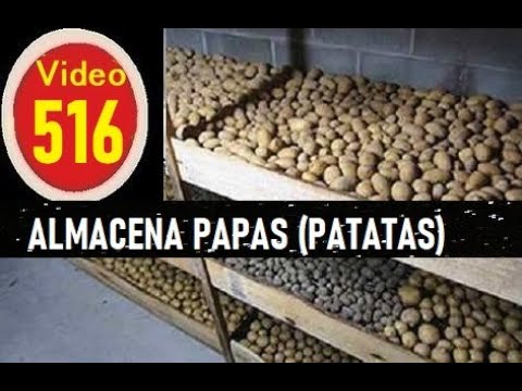 ASÍ SE ALMACENA PAPAS (patatas) PARA QUE DUREN EN EL TIEMPO hqdefault