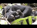 Cute Social Plays between the Oldest Male and Infant in Wild Bonobos!
