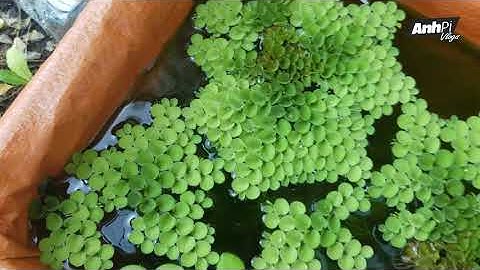 ĐỂ NUÔI CÁ NGOÀI TRỜI SỐNG SÓT QUA MÙA ĐÔNG | Guppy Diary #112