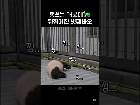 이제 혼자서도 잘 뒤집어요👶 #babypanda #panda #넷째바오 #애기바오 #바오패밀리 thumbnail