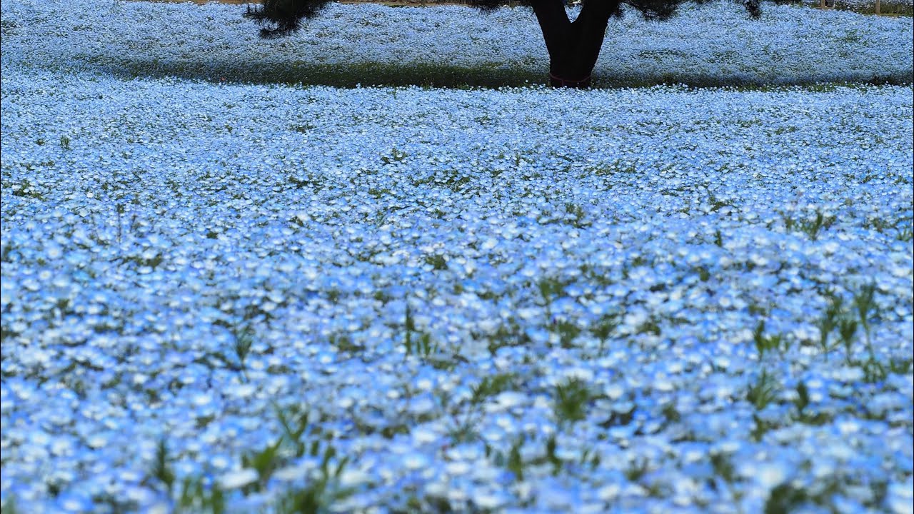 【旅行】茨城県_ひたち海浜公園ネモフィラ🇯🇵