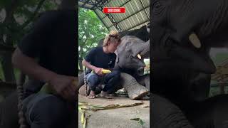 World biggest animal on the earth and human love #elephantconservation #elephant #srilankananimals