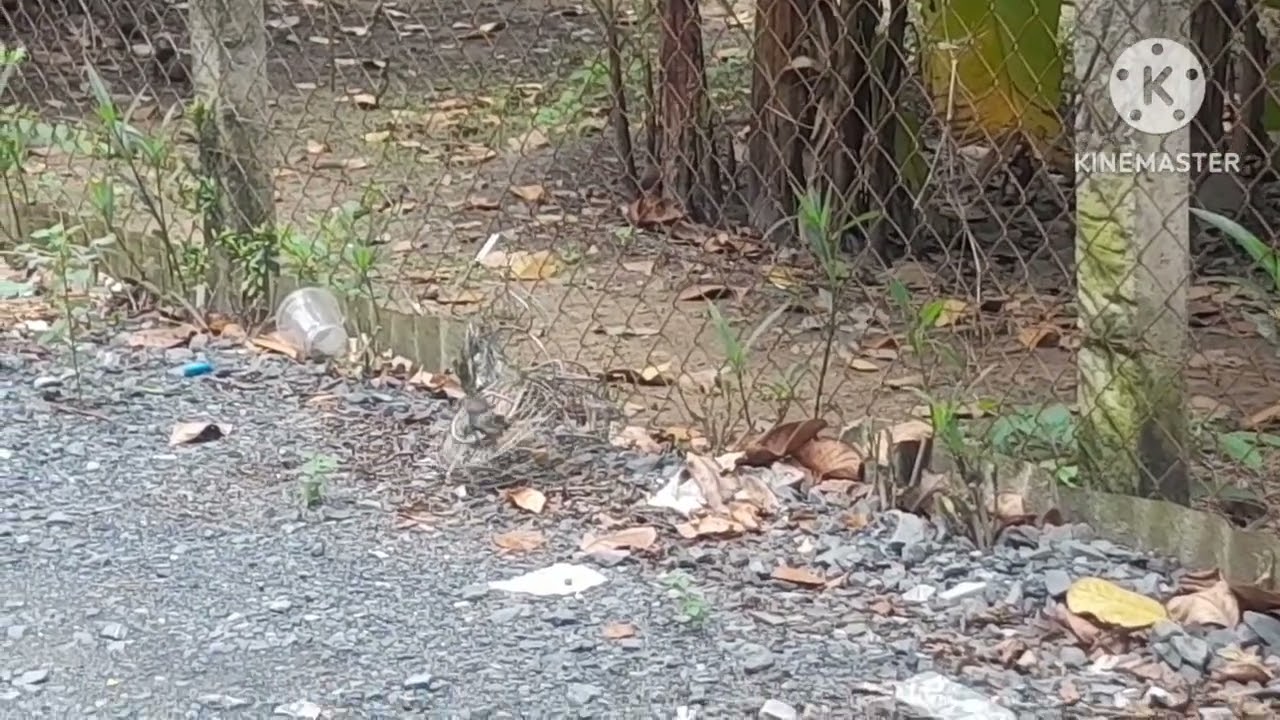 Đi săn chim sâu đầu đỏ  Chủ nhật thất thủ