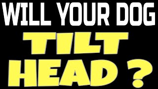 Will Your Dog Tilt Head Left & Right ? Dog Head Tilt Test