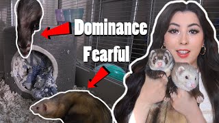 New Pet Ferret Meets My Other Ferrets - FIGHT WARNING 🔥